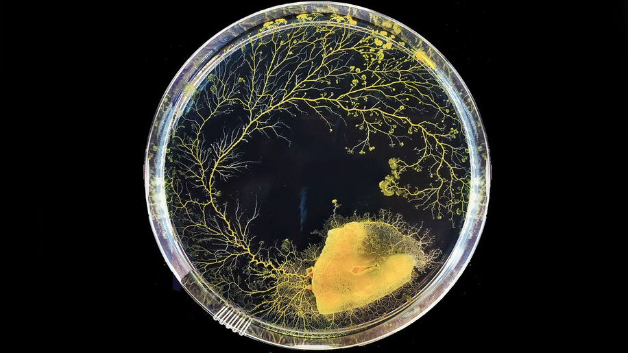 a dish with slime mold