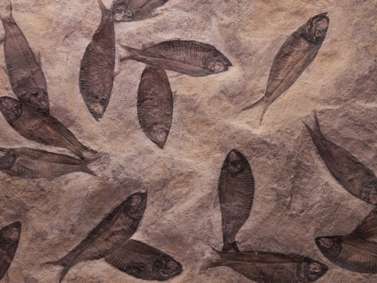 Fossils of prehistoric fish