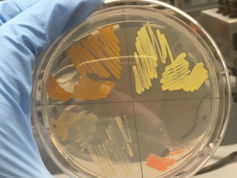 A person holding a petri dish