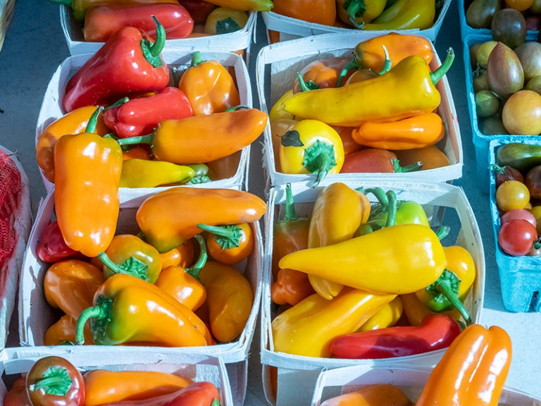 Pints of small peppers sit on a table at a Harvard farmer's market