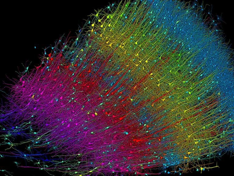A rendering of neurons in the brain
