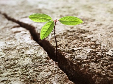 A plant coming through a crack in pavement