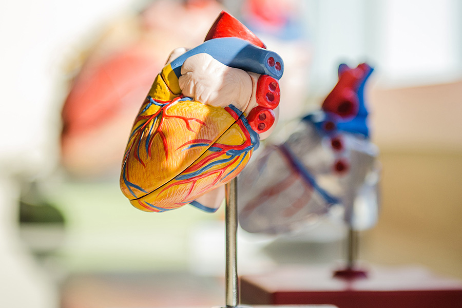 A model of a heart