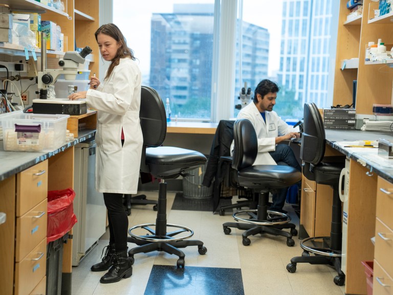People working in a Harvard Medical School lab