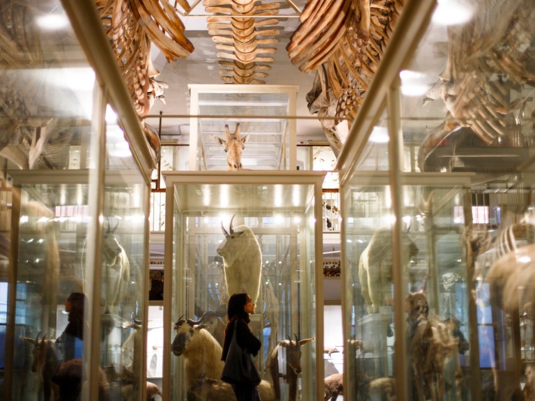 A person walking through Harvard's natural history museum